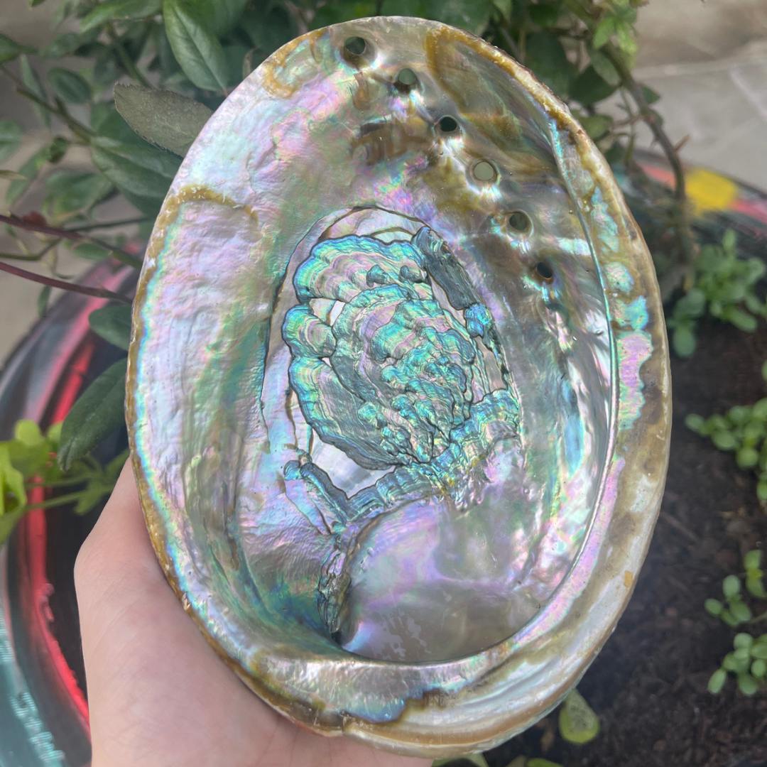 Abalone Shell Medium 6"