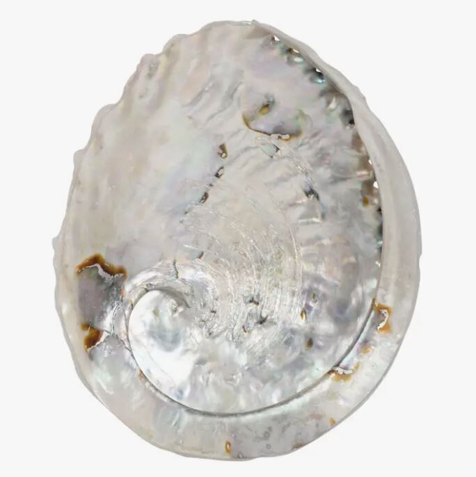 Abalone Shell Medium 6"